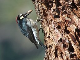 California2007-2008-014